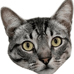 Image iconne