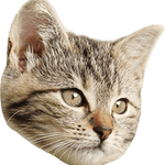 Image iconne